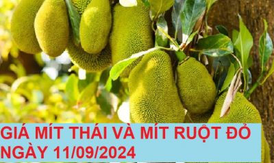 GIÁ MÍT THÁI VÀ MÍT RUỘT ĐỎ HÔM NAY NGÀY 11/09/2024