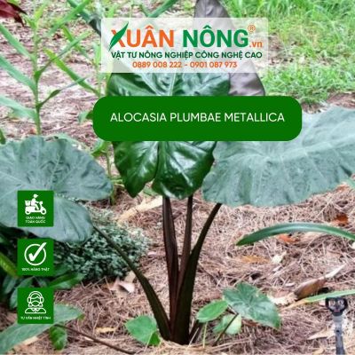 Alocasia plumbae Metallica: Đặc điểm, cách trồng và chăm sóc