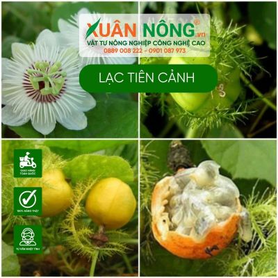 Tác dụng của cây Lạc tiên cảnh