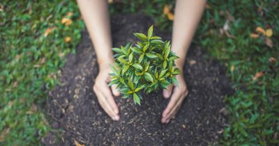Hướng dẫn cách chăm sóc cây mới trồng