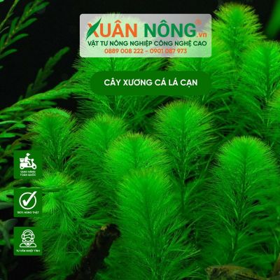 Kỹ thuật trồng và chăm sóc cây xương cá lá cạn