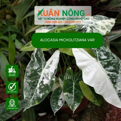 Cách trồng và chăm sóc Alocasia micholitziana var hiệu quả