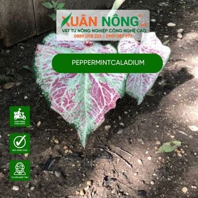 Peppermint Caladium: Đặc điểm cách trồng và chăm sóc