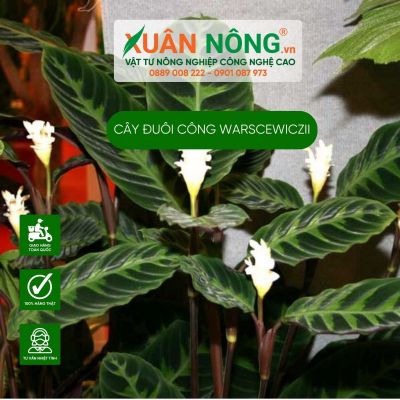 Cách trồng cây đuôi công warscewiczii (Calathea Warscewiczii) hiệu quả cao