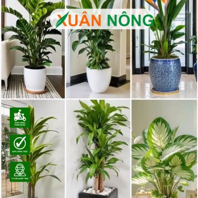 Trồng cây tại nhà nên sử dụng loại phân bón gì?