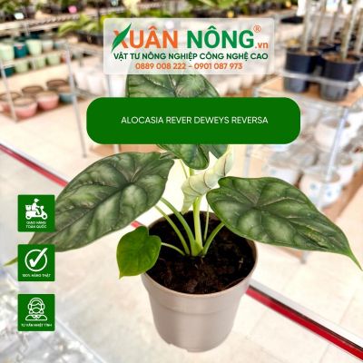 Alocasia Reversa: Đặc điểm, cách trồng và chăm sóc