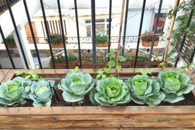 Mô hình trồng rau sạch phù hợp cho nhà có ít không gian