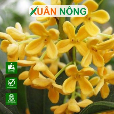 Cây mộc hương - cây phong thủy dễ trồng, công dụng tuyệt vời