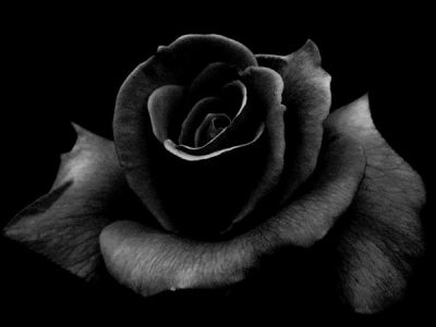 Ý nghĩa, cách trồng và chăm sóc hoa hồng đen