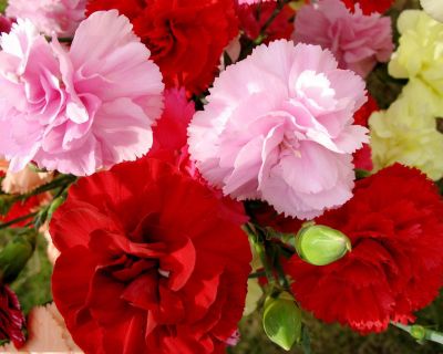 Hoa cẩm chướng, hoa phăng đặc điểm và cách chăm sóc 2024