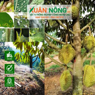 3 lưu ý quan trọng trong giai đoạn nuôi bông sầu riêng