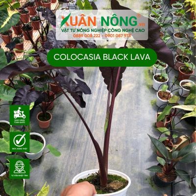 Cách trồng và chăm sóc cây Colocasia Black Lava