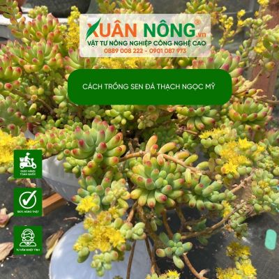 Cách trồng sen đá thạch ngọc mỹ đẹp mãn nhãn