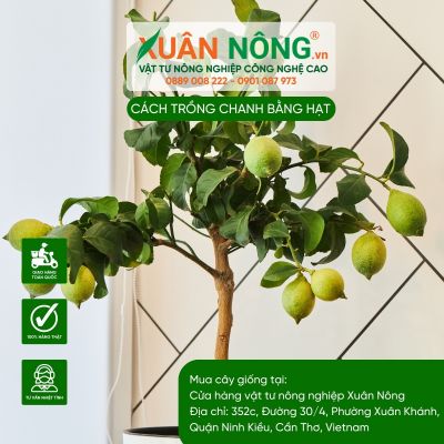 Cách trồng chanh bằng hạt cho trái trĩu quả