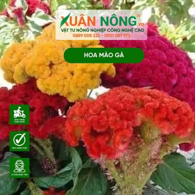 Cách trồng hoa mào gà ra hoa đúng Tết