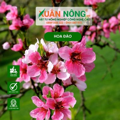 Hoa đào là gì? Tìm hiểu loài hoa đẹp ngày Tết