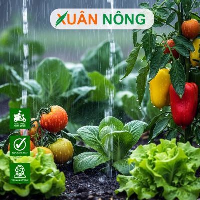 Mùa mưa trồng rau tại nhà: Cách tránh úng thối hiệu quả