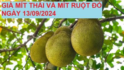 GIÁ MÍT THÁI VÀ MÍT RUỘT ĐỎ HÔM NAY NGÀY 13/09/2024