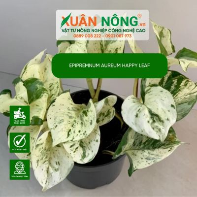 Epipremnum aureum Happy Leaf: Đặc điểm, cách trồng và chăm sóc