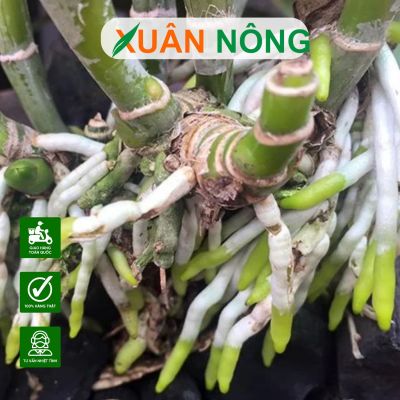 Lan yếu, lan đứng ngọn? Thử ngay 3 loại thuốc kích rễ