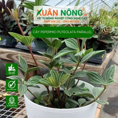 Cách trồng cây Peperomia puteolata Parallel (Cây Song Song)