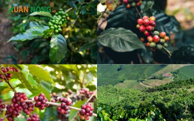 Kỹ thuật trồng cây cà phê xanh lùn cho năng suất cao