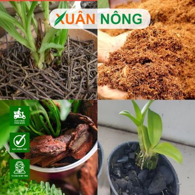 Ưu nhược điểm của 4 loại giá thể trồng lan phổ biến