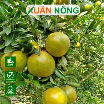 Cây Quýt Đường: Đặc điểm, kỹ thuật trồng, chăm sóc hiệu quả