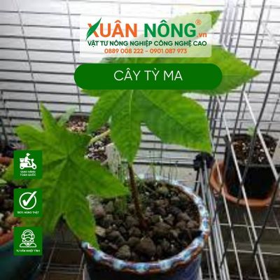 Cách chăm sóc cây Ricinus communis Castor Bean (Cây Tỳ Ma)