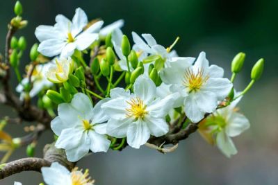 Cách trồng và chăm sóc cây mai trắng nở hoa