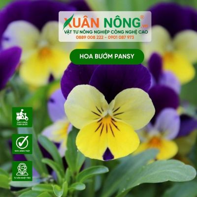 Mẹo chăm sóc hoa bướm pansy nở hoa đẹp quanh năm