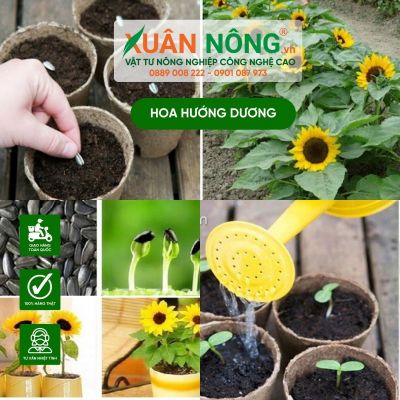 Cách trồng hoa hướng dương tại nhà nở đúng Tết