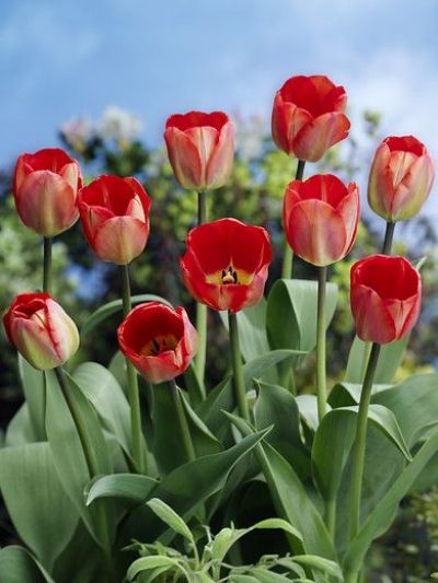 Hoa tulip, đặc điểm và ý nghĩa theo màu sắc