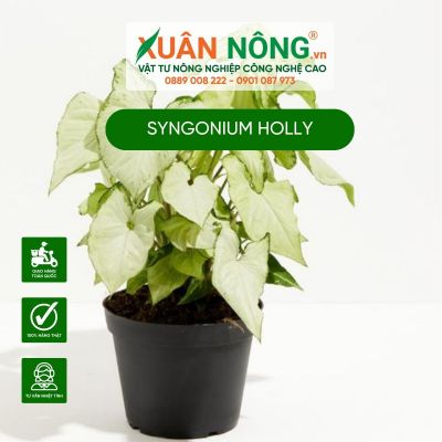 Syngonium Holly: Đặc điểm, cách trồng và chăm sóc