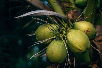Top 6 lợi ích của bón muối cho dừa mà bạn không thể bỏ qua