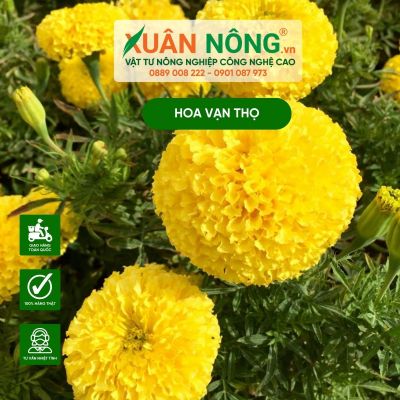 Thời điểm thích hợp nhất để trồng hoa vạn thọ Tết 2025