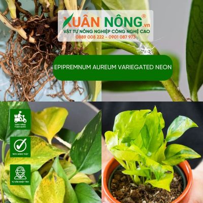 Các loại sâu bệnh - cách phòng trừ trên Epipremnum aureum Variegated Neon