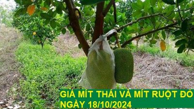 GIÁ MÍT THÁI VÀ MÍT RUỘT ĐỎ HÔM NAY NGÀY 18/10/2024