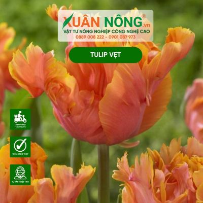 Cách trồng và chăm sóc hoa tulip ngọn lửa Texas (Tulip Vẹt)