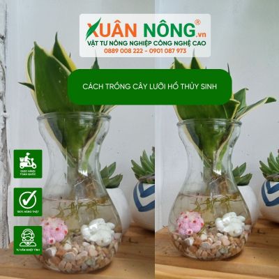 Cách trồng cây lưỡi hổ thủy sinh