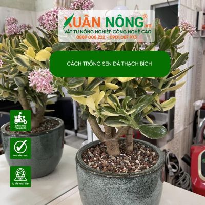 Cách trồng sen đá thạch bích nhanh ra hoa