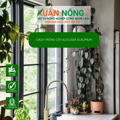 Cách trồng và chăm sóc cây Alocasia scalprum trong nhà bếp