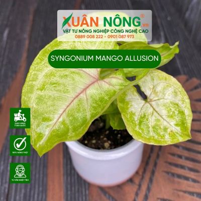 Cách trồng và chăm sóc cây Syngonium Mango Allusion