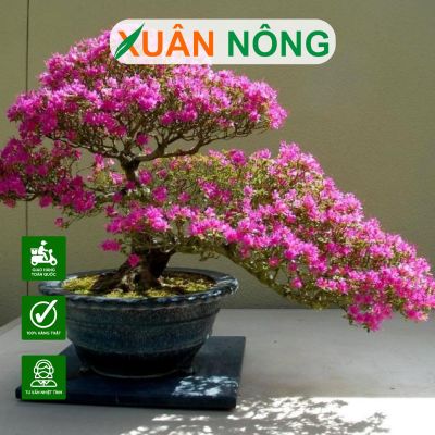 Kỹ thuật trồng hoa giấy nở hoa quanh năm