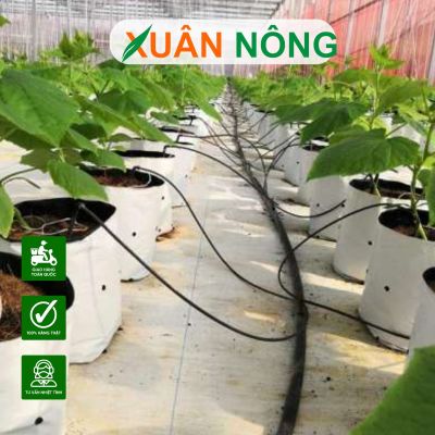 Mô hình trồng dưa lưới trong nhà màng năng suất cao 2025