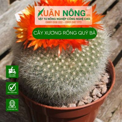 Cách trồng cây Mammillaria huitzilopochtli Old Lady (Xương Rồng Quý Bà)