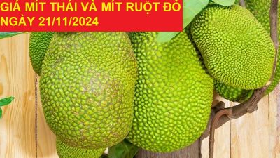 GIÁ MÍT THÁI VÀ MÍT RUỘT ĐỎ HÔM NAY NGÀY 21/11/2024