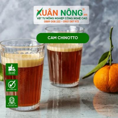 Công dụng bất ngờ của Cam chinotto bạn đã biết chưa