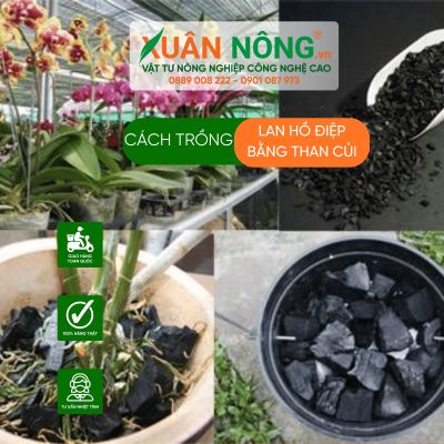 Cách trồng lan hồ điệp bằng than củi