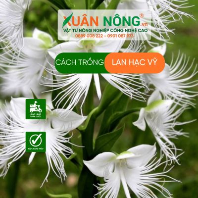 Cách trồng lan hạc vỹ năng suất cao